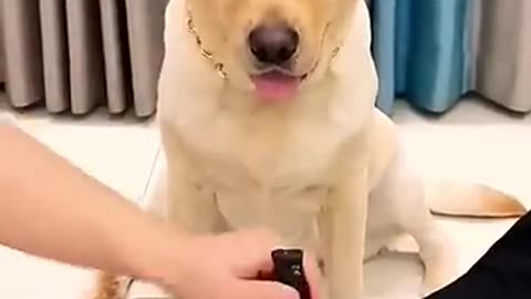 dog labrador puppy pets funny animals babymonkey cute fruit mongkey