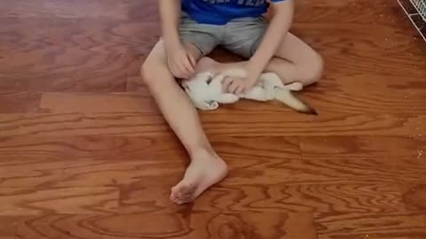Rescue a tiny fox and the ending…