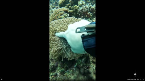 Interesting: Coral that closes to resemble a rock, when it feels unsafe