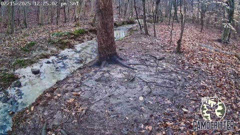 CamoCritter Critter Cam Live Stream