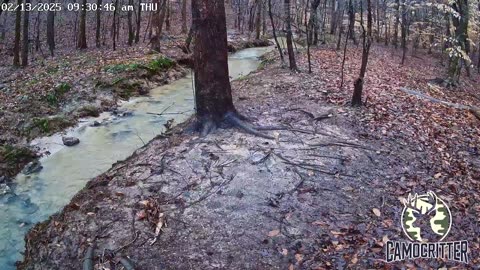 CamoCritter Critter Cam Live Stream