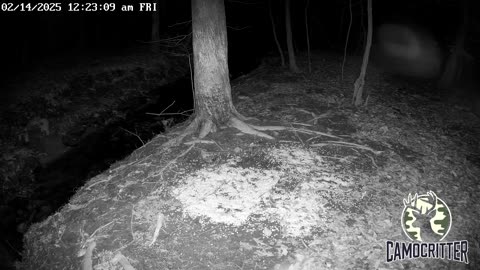 CamoCritter Critter Cam Live Stream