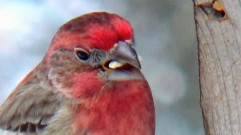 Purple Finch