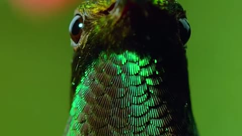 colourful birds and other species....