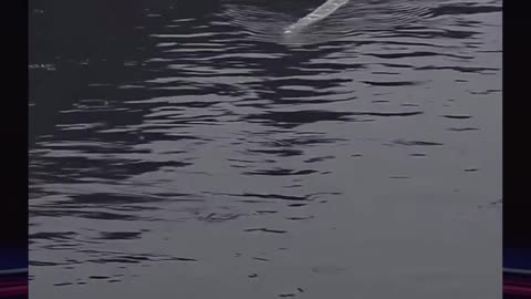 The Machias River Monster