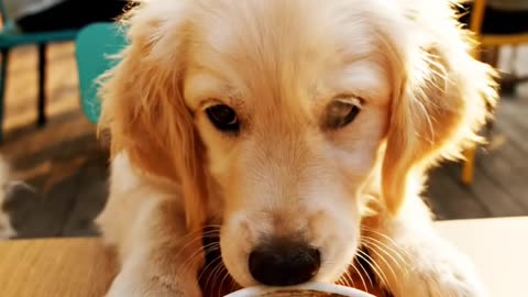 The smartest dogs ever: Best dog tricks Compilation 2025