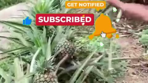 Harvesting Pineapples With His HEAD! Unbelievabl