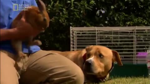 CESAR MILLAN - ZAKLINACZ PSÓW 3 dokument pl