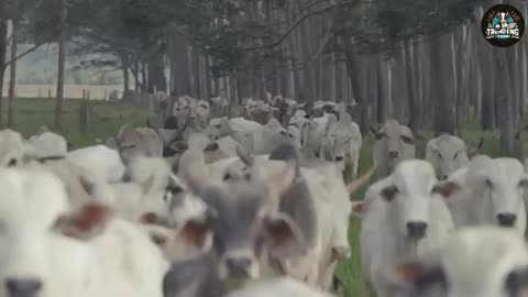 How Canadian Famers Trap Hundreds Of Giant Wild Hogs.