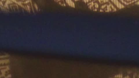 Lo and behold! A little visitor. #short