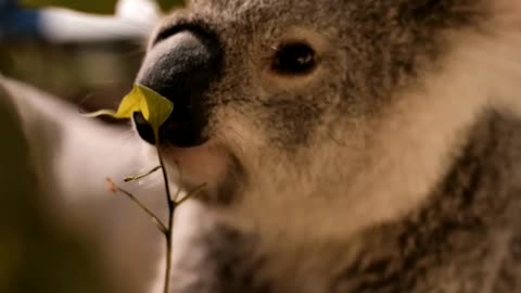 Koala Eating Leaves From a Branch #animals