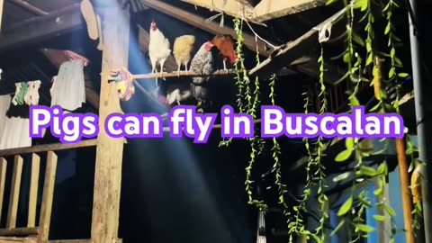 Chickens in buscalan can fly!!! No 🧢.. stay tuned for tmrow i might go live for a bit