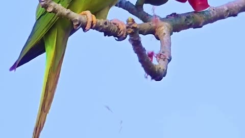 Behold the magnificence of wildlife savouring their beloved meals. #nikon #aparupadey #short