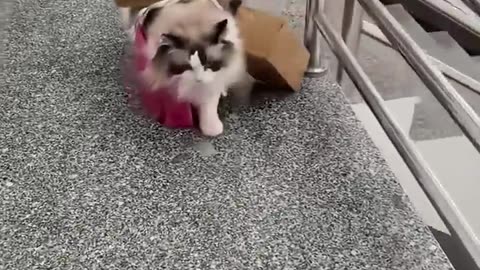 Cute & Funny