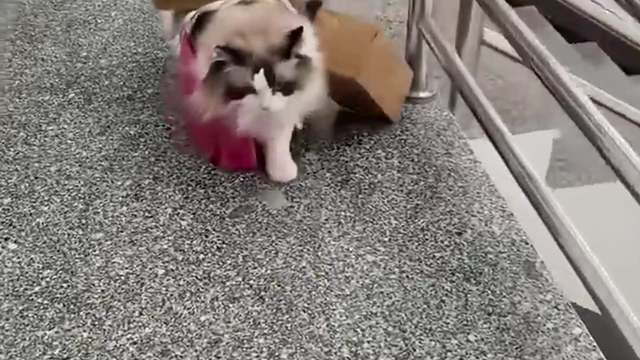Cute & Funny