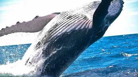 Neptune Gong: Dolphin and Whales