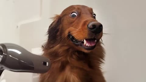 These Weird Dogs will have you LAUGHING in no time!🤣