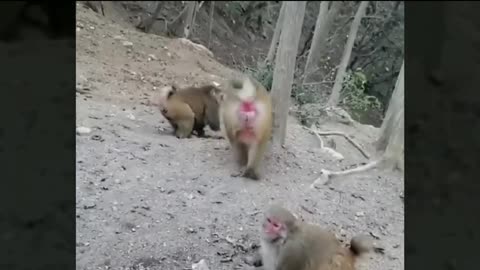 Monkey to Monkey Fight comedy Videos 🤣🤣