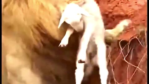 What is the main job of a king?