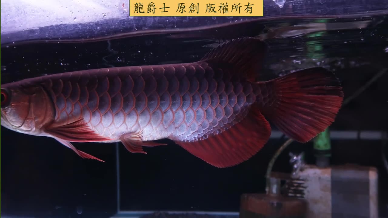 【龍爵士】陽光-鐵綠，極上藍底 H21，極品個體(相機不好，現場更美)