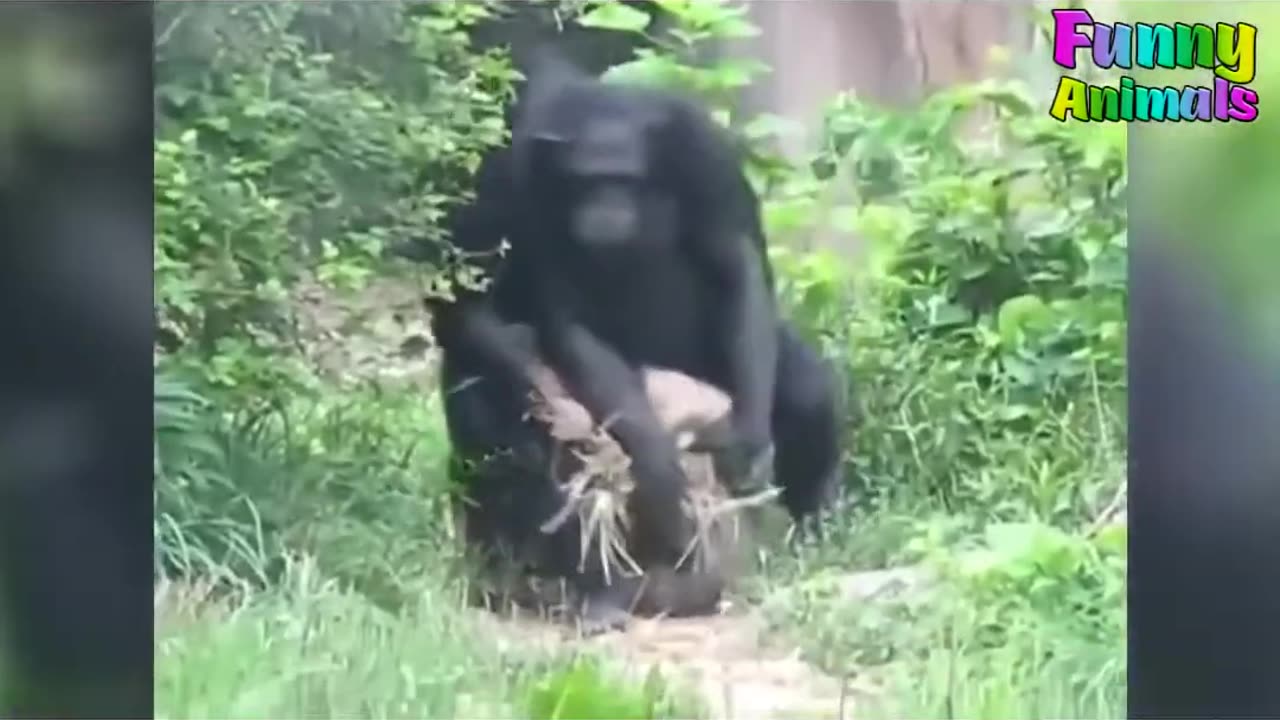 🎶 "You Won't Believe How These Monkeys & Gorillas Bust a Move! 😂🎵