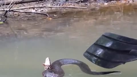 Damn Nature You Scary Rare & Scary Animal Encounters