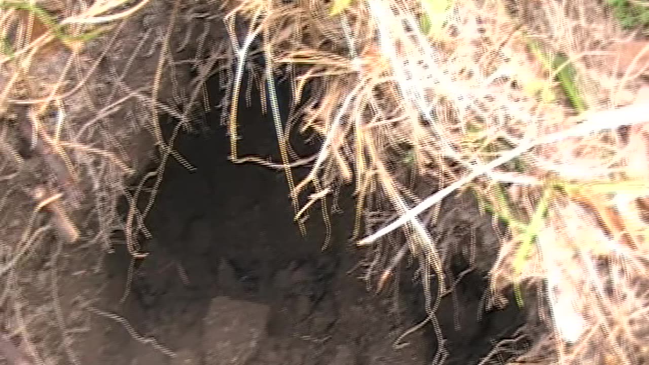 🐶Dogs Digging😜 Up Dew Holes!!🏹😳