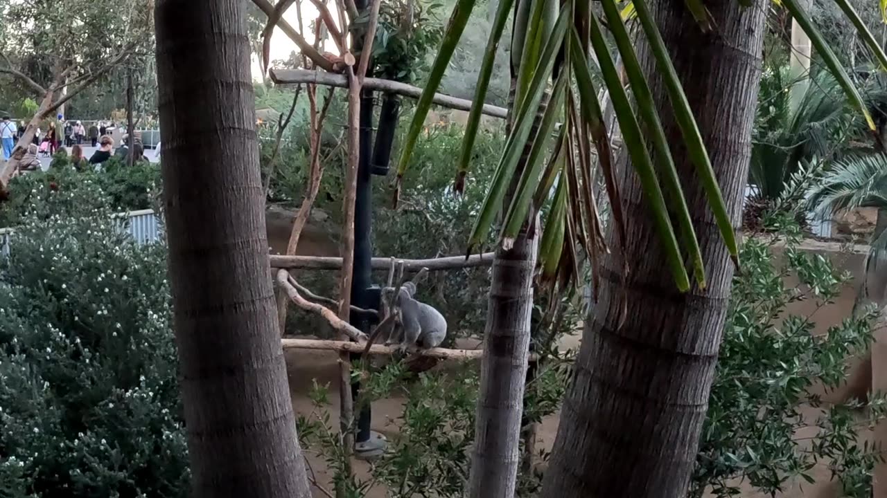 Koala at the San Diego Zoo