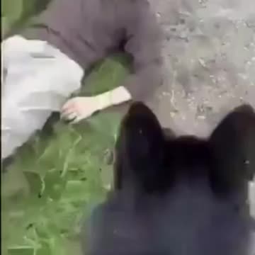 Muslim Man Meets 12-Year-Old British Girl for Ra-pe, Encounters Girl's Father and his Dogs Instead.