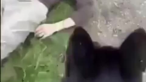 Muslim Man Meets 12-Year-Old British Girl for Ra-pe, Encounters Girl's Father and his Dogs Instead.