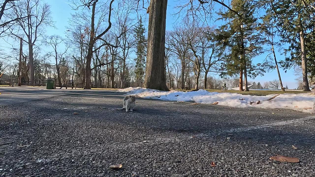 Squirrel at Longs Park