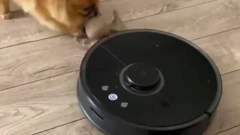 “I save you buddy” 😂