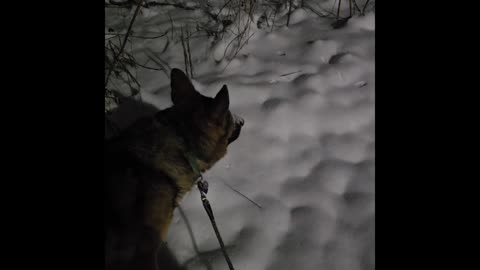 Virgil german shepherd.