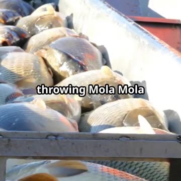 Mola Mola: The Ocean's Giant Mystery! |