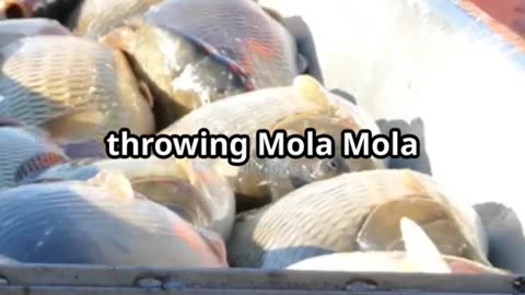 Mola Mola: The Ocean's Giant Mystery! |