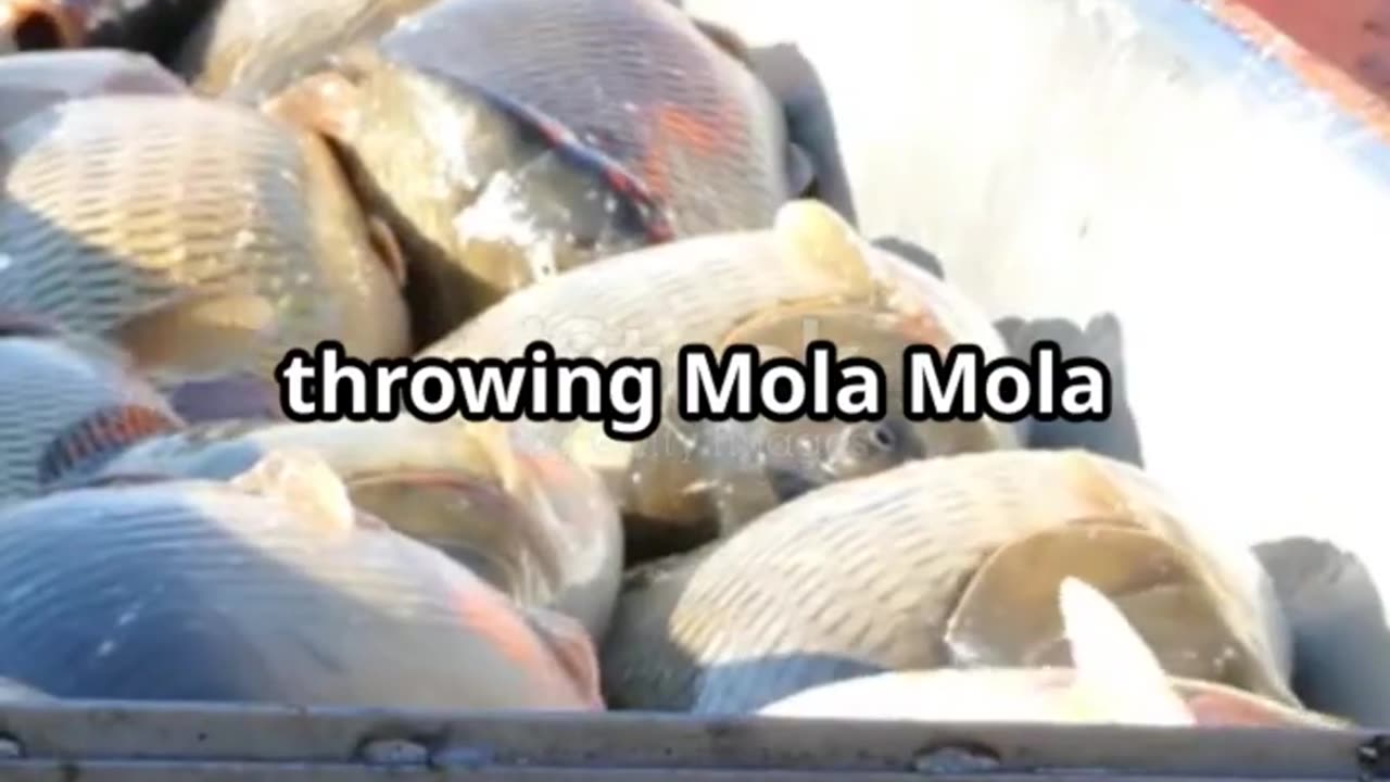 Mola Mola: The Ocean's Giant Mystery! |