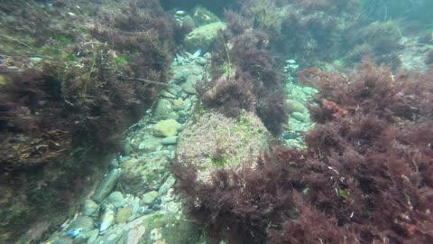 COLORFUL Some basic raw underwater footage and fish. #lowtide #scenery #different
