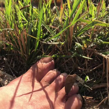 Butterfly🦋enjoying my foot🦶