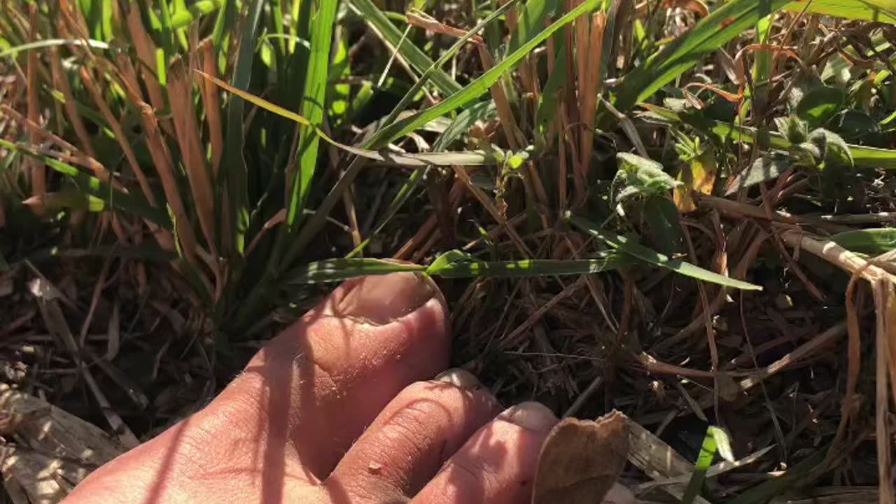 Butterfly🦋enjoying my foot🦶