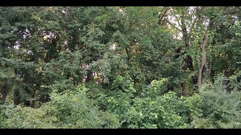 Back yard / nature / white noise - view and sounds. Calm and peaceful. 13m 18s long.
