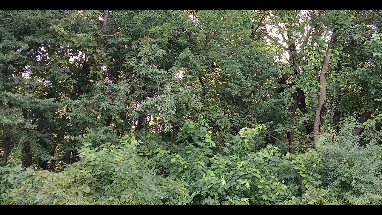 Back yard / nature / white noise - view and sounds. Calm and peaceful. 13m 18s long.