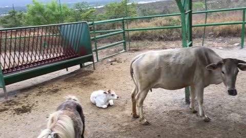 Xenpal Zoo, Safari, & Ziplines 5 (Garcia, Nuevo Leon, Mexico)