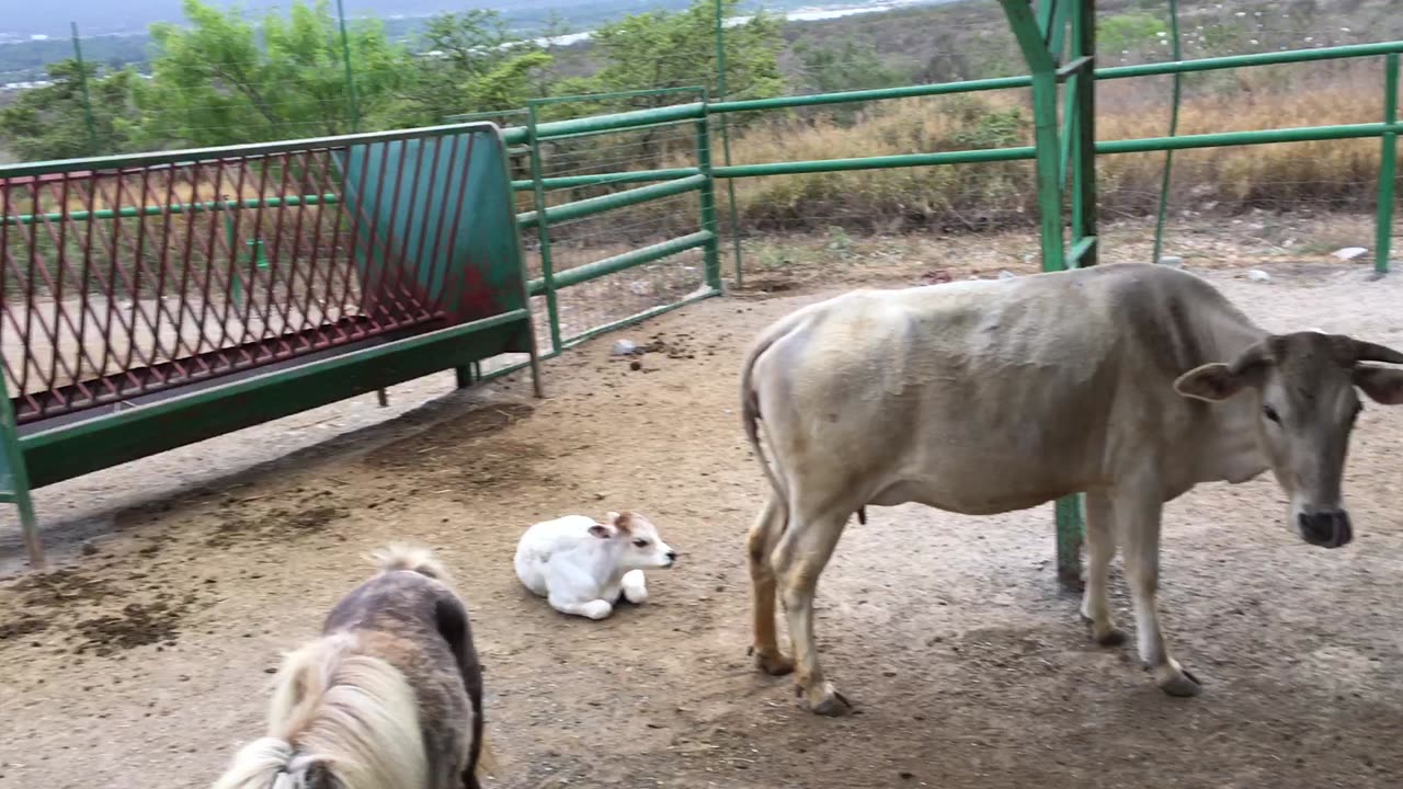 Xenpal Zoo, Safari, & Ziplines 5 (Garcia, Nuevo Leon, Mexico)