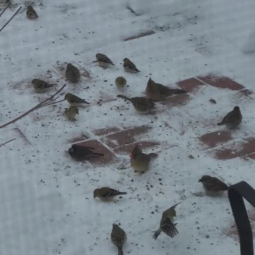 Birds Getting Seeds From Our Patio