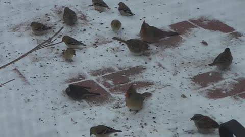 Birds Getting Seeds From Our Patio