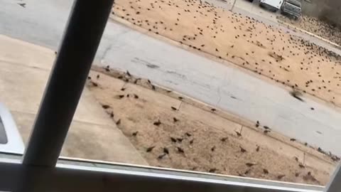 Massive Flock of Birds Invade Georgia Neighborhood