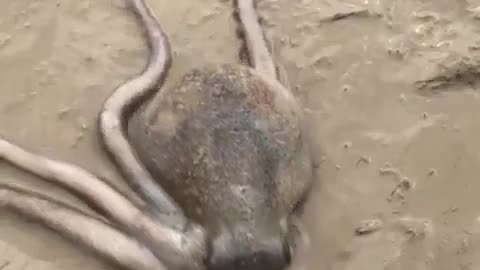 🤯✨ Watch This Octopus Fit Into the Smallest Hole! | FeedMyCuriosity
