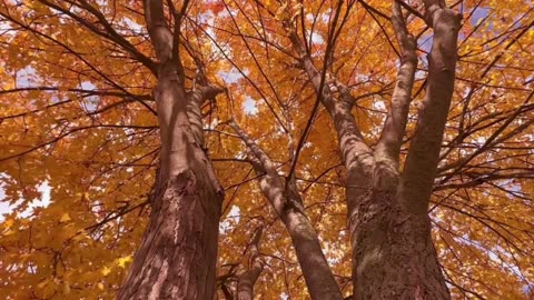 The Mourner Comforted