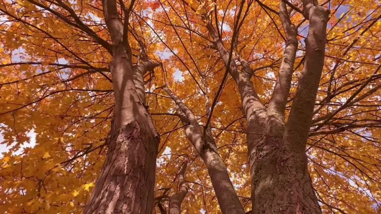 The Mourner Comforted