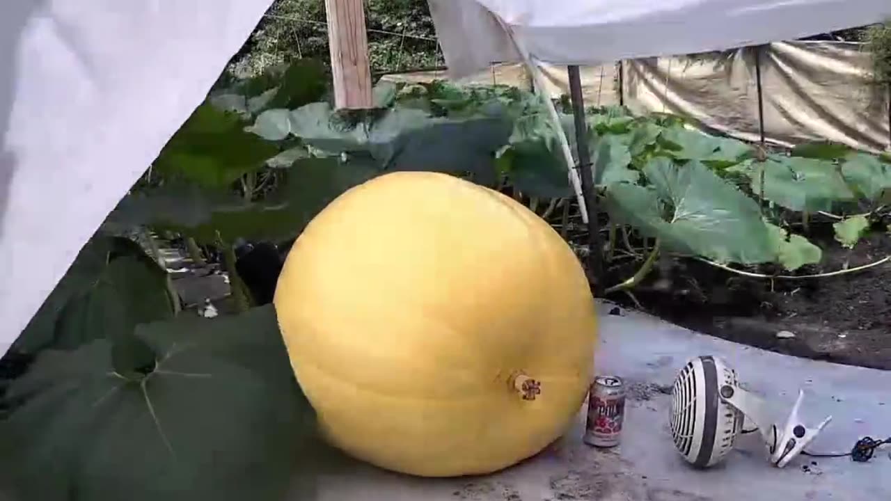 🤯✨ Witness a Pumpkin Grow from 1 to 1200 lbs! | FeedMyCuriosity